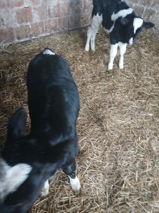 Byczki cielaki sprzedam 4-5 tygodni