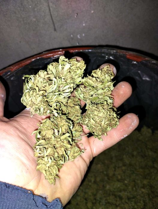 Susz konopi CBD i CBG