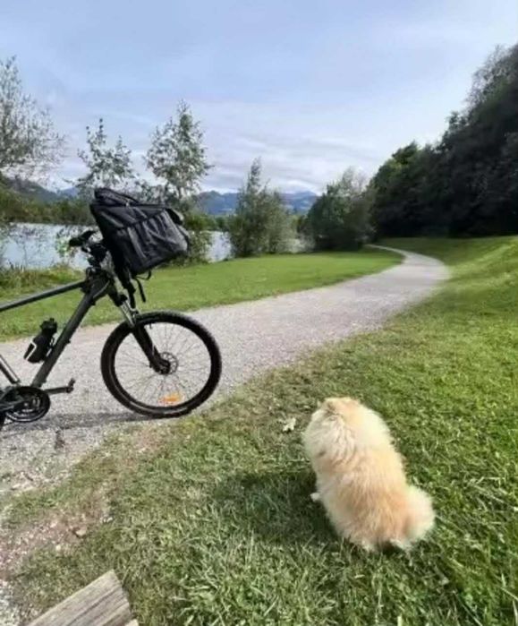 Kosz rowerowy dla psa