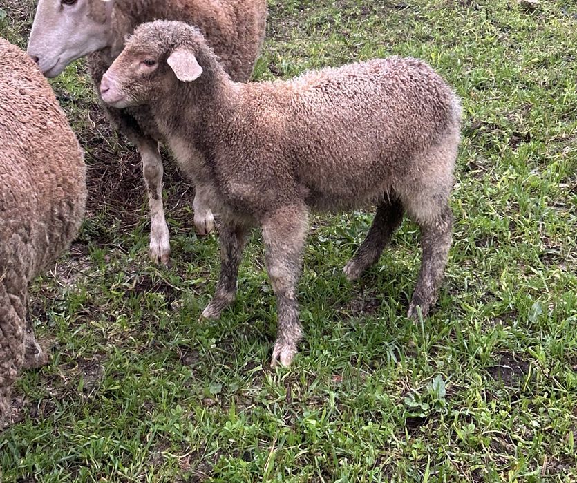 Borrego pronto para sair
