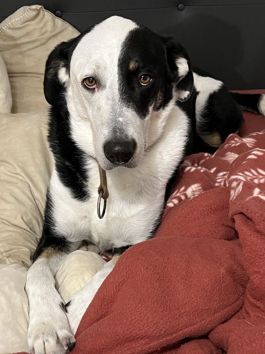 Petsitter / Hospedagem