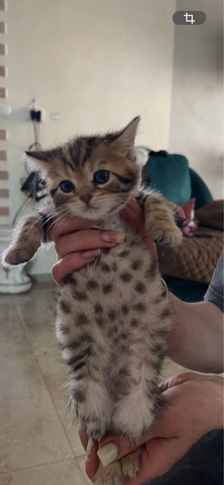 Бенгальські котики