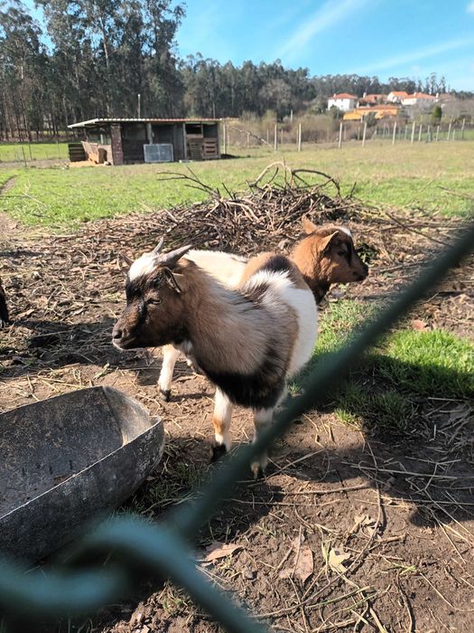 Vendo casal cabrithinhas 5 meses