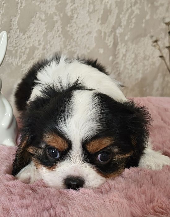 Хлопчик кавалер кинг чарльз спаниель