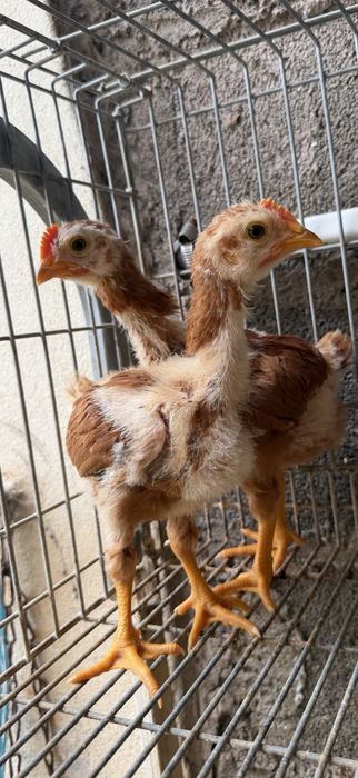 Vendo Pintos de Amarela portuguesa, pedres, branca, leghorn perdiz