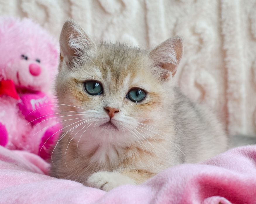 Британочка голубое золото