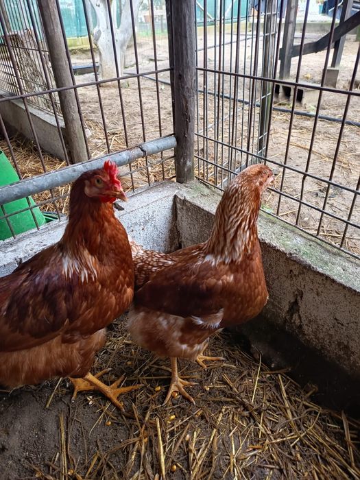 Vendo casal adulto raça Rohdes