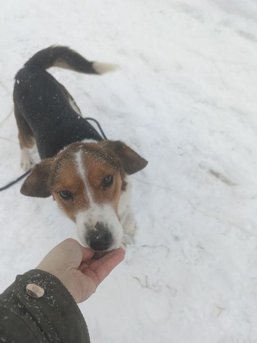 Pies Bumer do adopcji. Za darmo