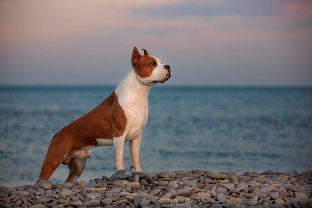 Amstaff ZKWP FCI American Staffordshire Terrier
