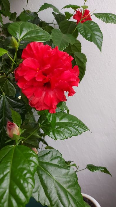 Китайська роза велика