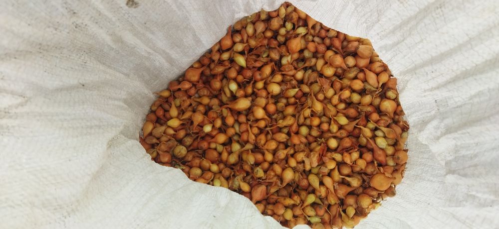 Лук -севок,арпаж,сіянка