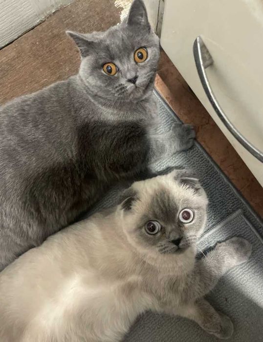 Продаються кошенята ( котята ), кошка, кішка