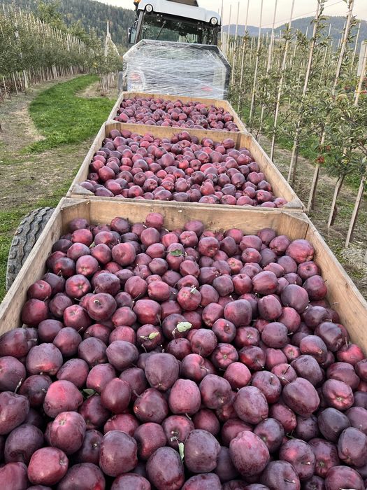 Jabłka Jonaprince z własnego sadu - 20 kg Wysyłka OLX