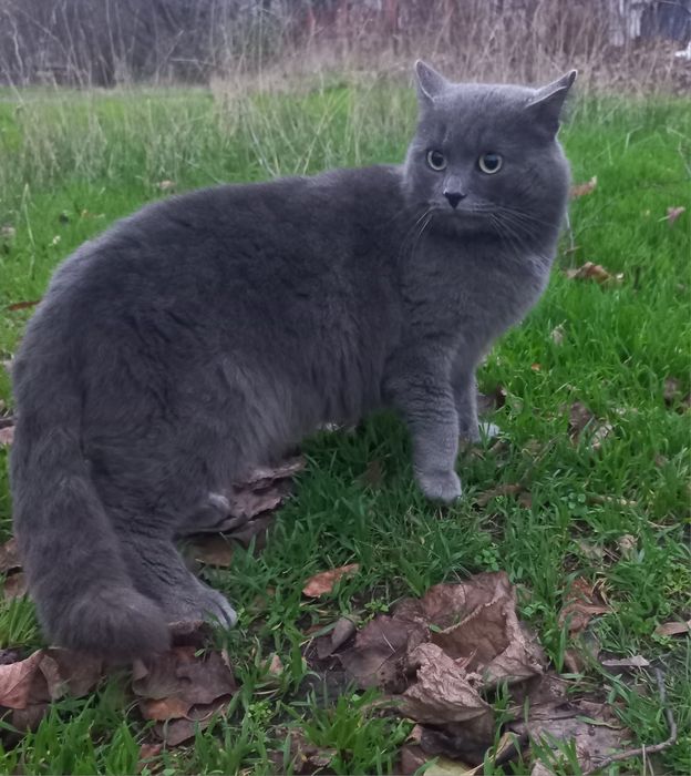 Молодий котик в найкращу сім'ю