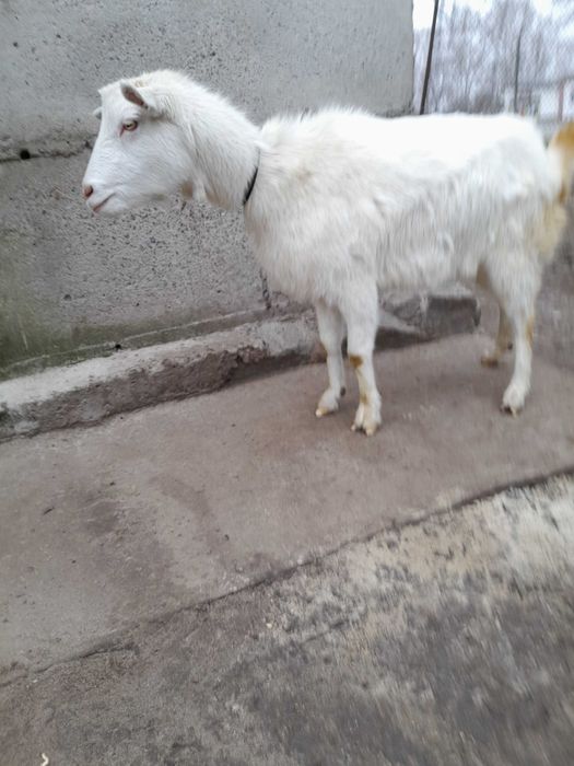 Продам котных коз,  козлят-подростков (35грн за кг живого веса)