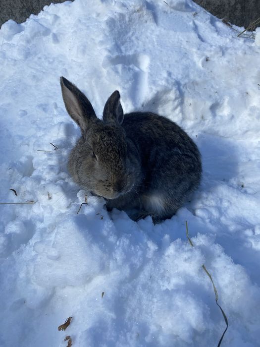 Продам кролів