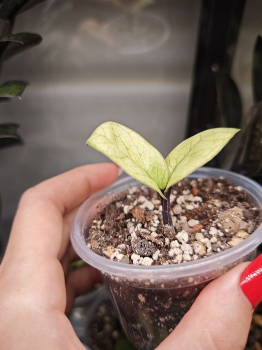 Zamioculcas Zenzi Akebono