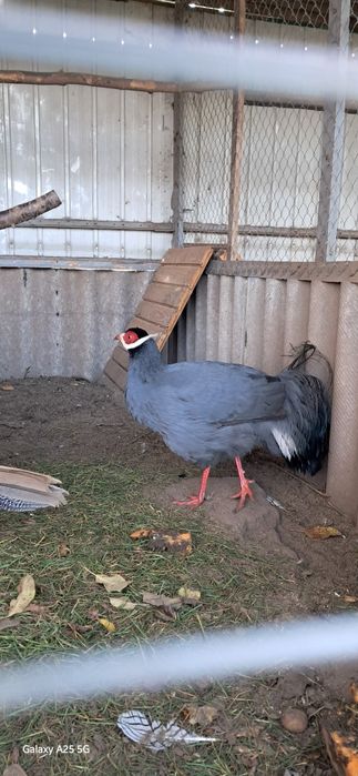 Синій вухатий фазан