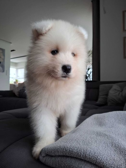Piękny piesek rasy Samoyed
