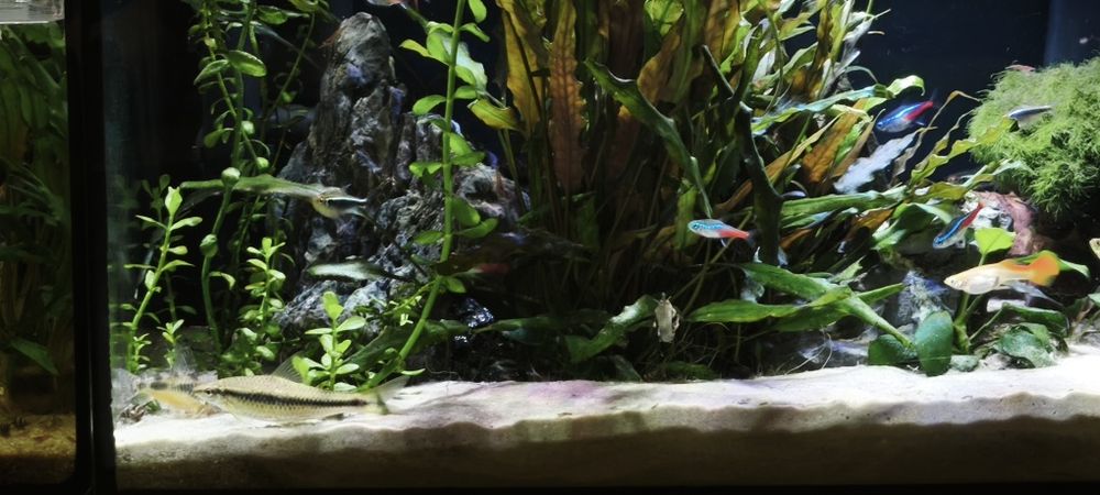 Oddam Grubowarga Syjamskiego