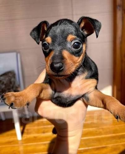 Високопородні цуценята цвергпінчера