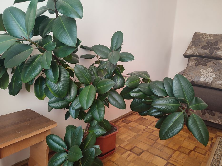 Фікус кімнатний крислатий