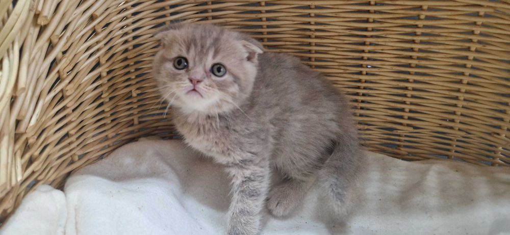 Kocurek Szkocki liliowy pręgowany zwisłouchy