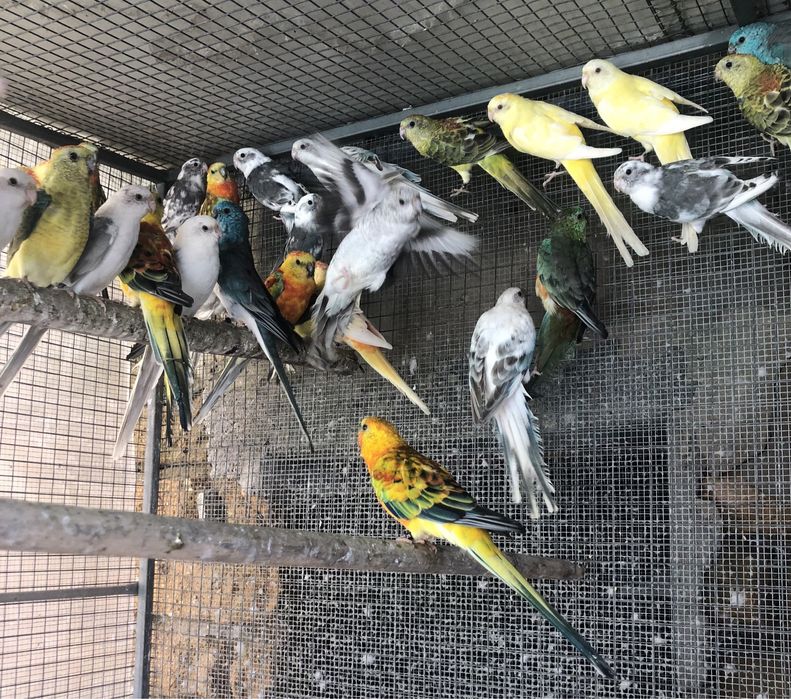 Red Rumped prontos a criar