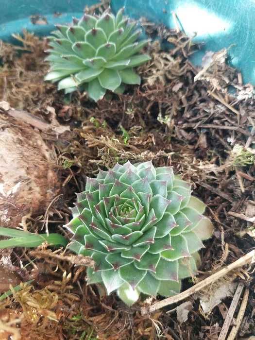 [Planta] Suculenta Sempervivum