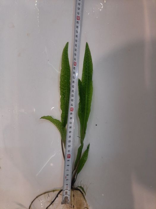 Kryptokoryna karbowana