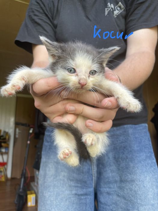 kotki szukają domu