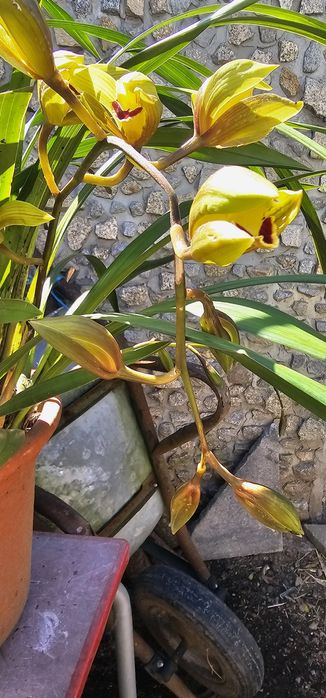 Orquídea Esverdeada