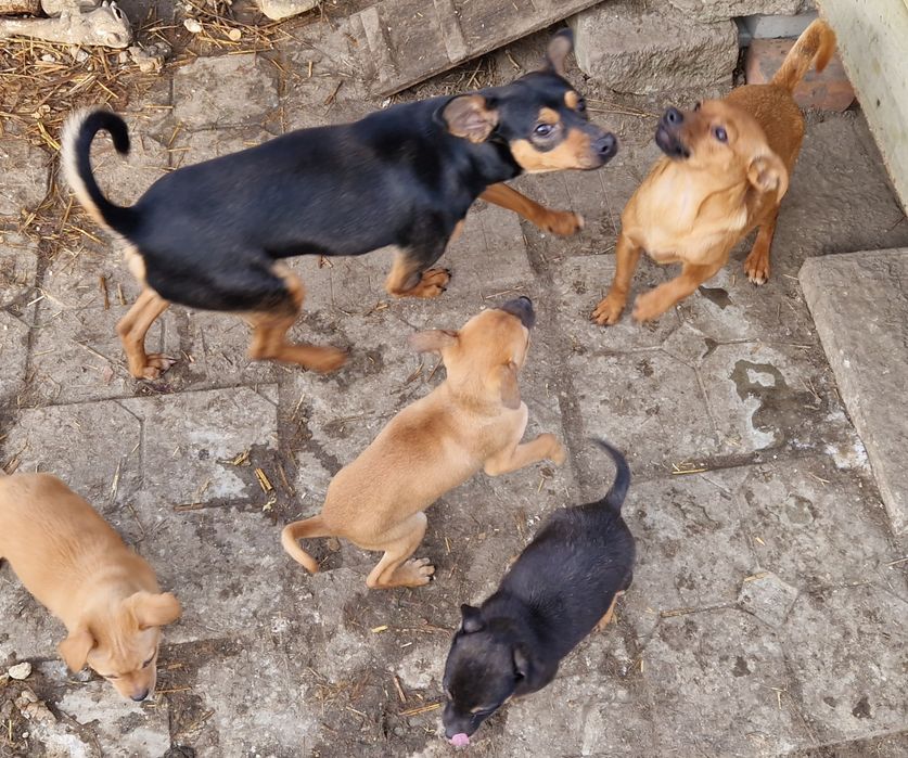 Oddam pieski za darmo