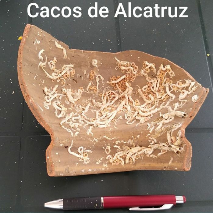 Acessórios para Aquários.