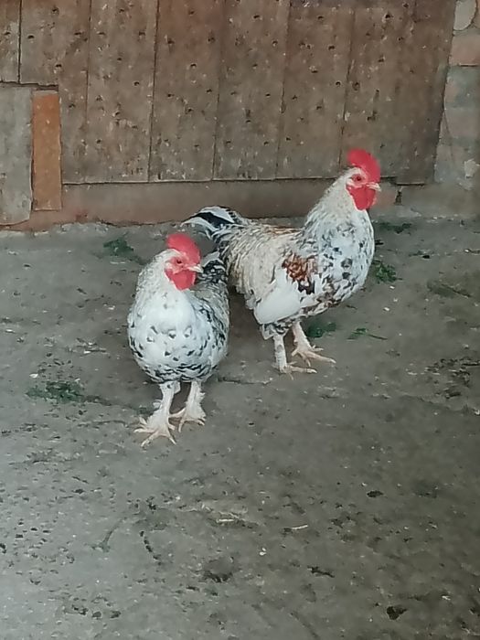 Петушки лилипуты