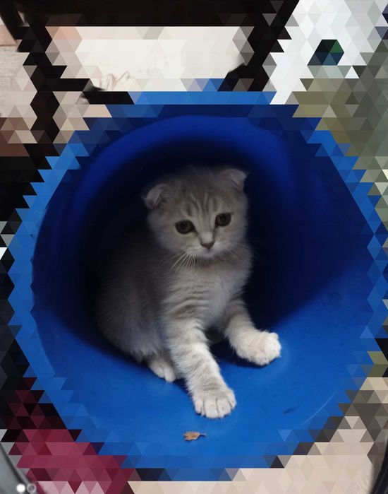 Шотландські кошенята