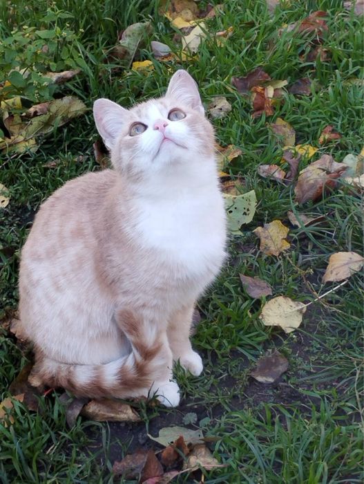 Ніжна дівчинка шукає родину