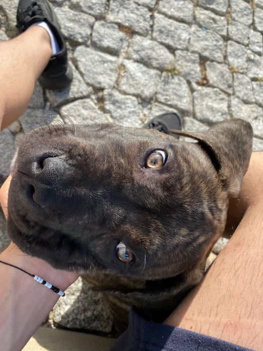 American Bully XL 5 meses