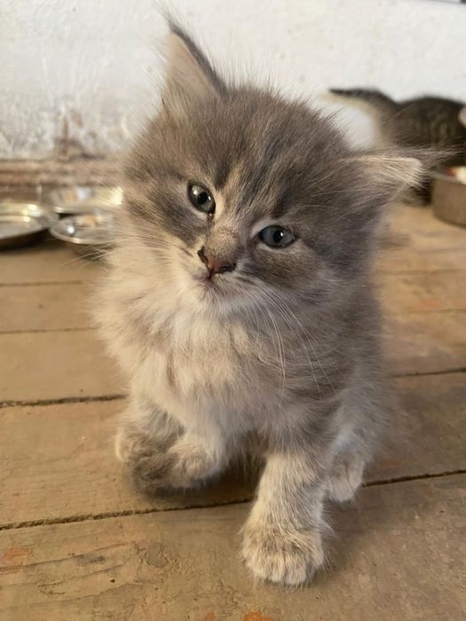 Котики в добрі руки