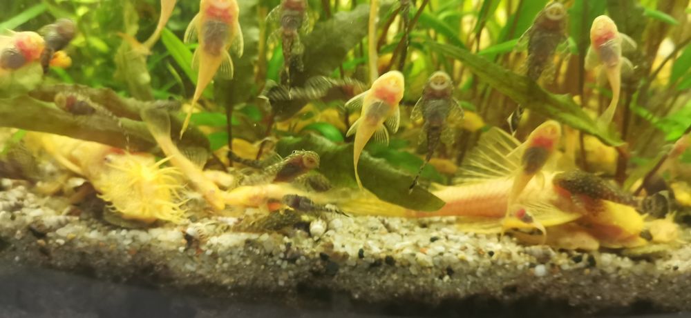 Glonojady żółte i czarne