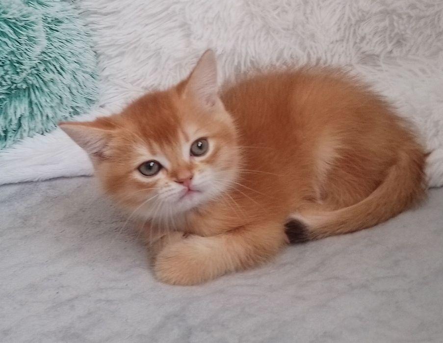 Золота шиншилла,  неймовірний хлопчик