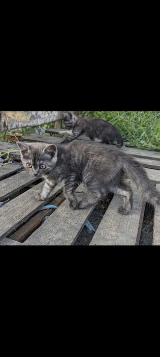 Кошенята кіт і кішка