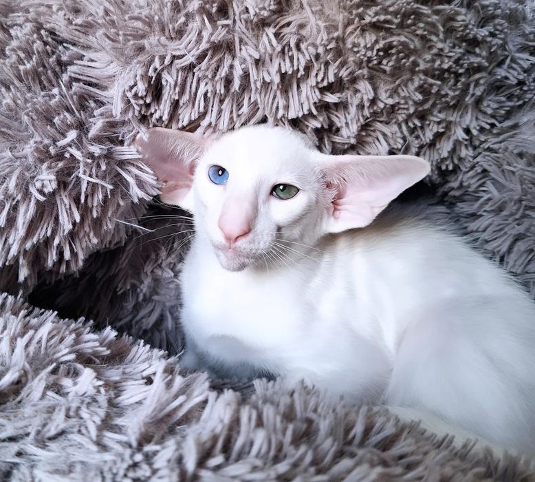 Ориентальные котята