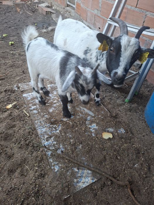 Cabrito anão com 3 meses