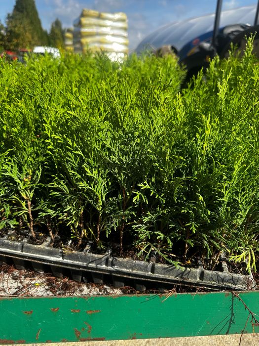 Продам саджанці туї
«Смарагд»  10 гр опт від 1000 шт