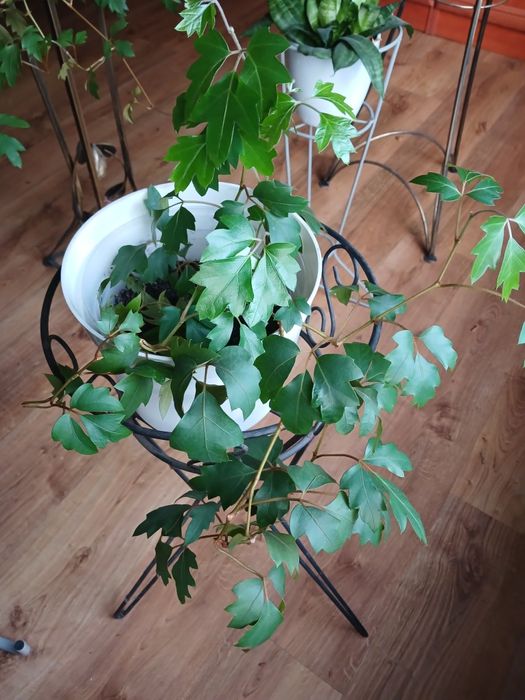 Bluszcz sadzonka rosnaca