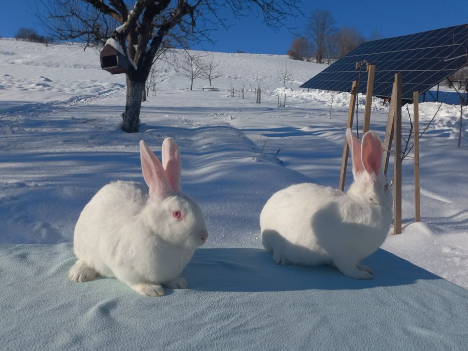 Продам кроликів породи Термонська біла