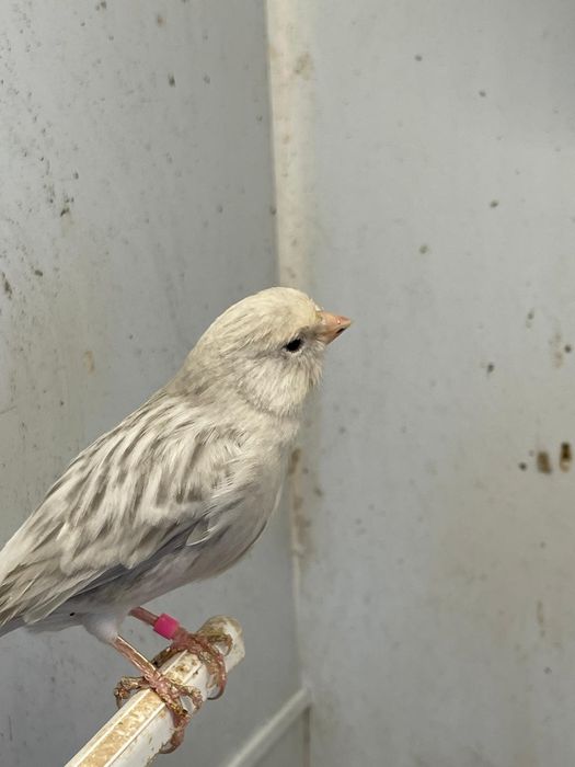 Vários Casais Canários