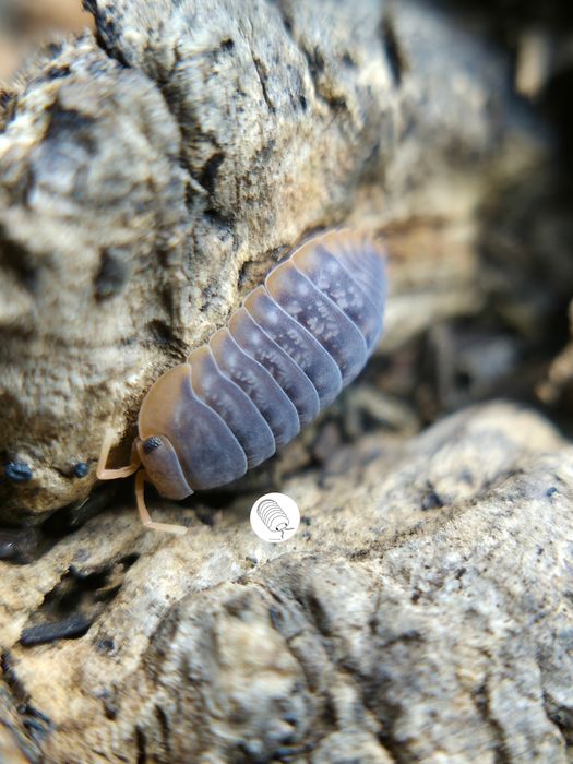 Isopody, prosionki, Sinodillo Sp. Vietnam