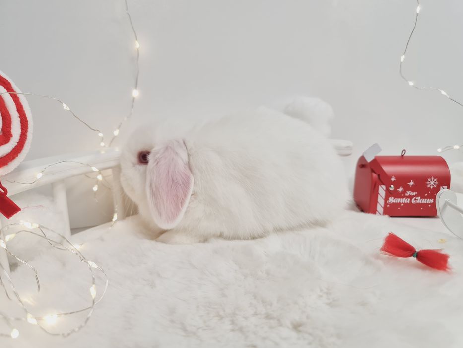 Mini lop królik króliczek miniaturka hodowla transport